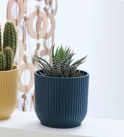 Mini Cacti Trio & Pots