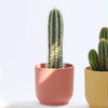 Mini Cacti Trio & Pots