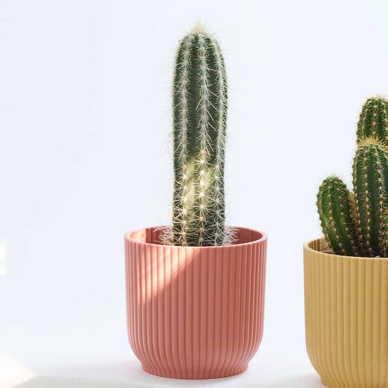 Mini Cacti Trio & Pots