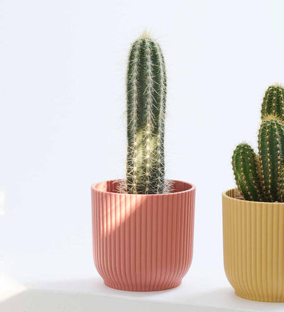 Mini Cacti Trio & Pots