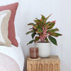 Chinese Evergreen