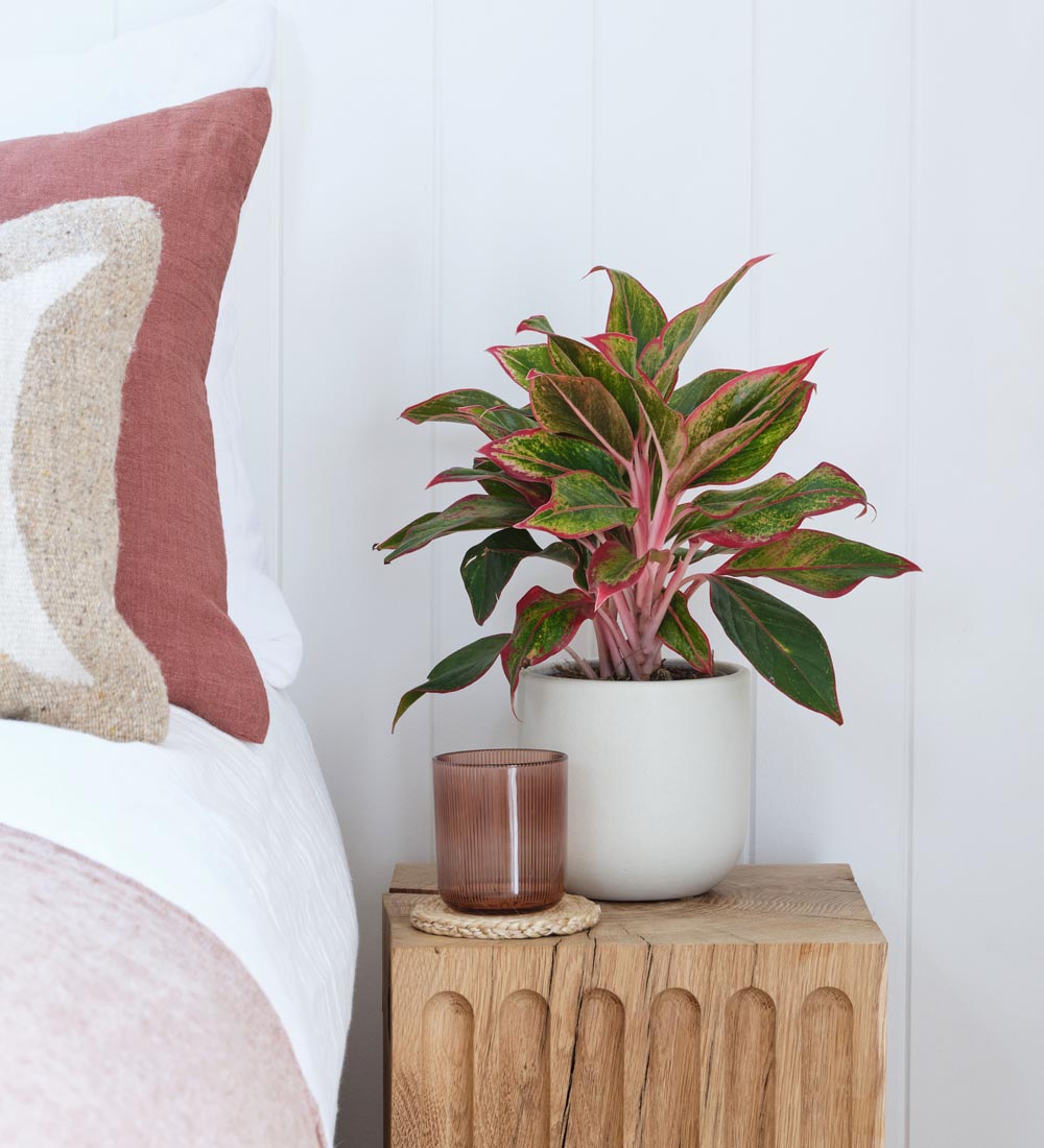 Chinese Evergreen