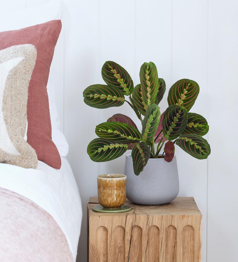 Prayer Plant & Pot