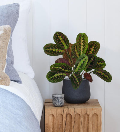 Prayer Plant & Pot