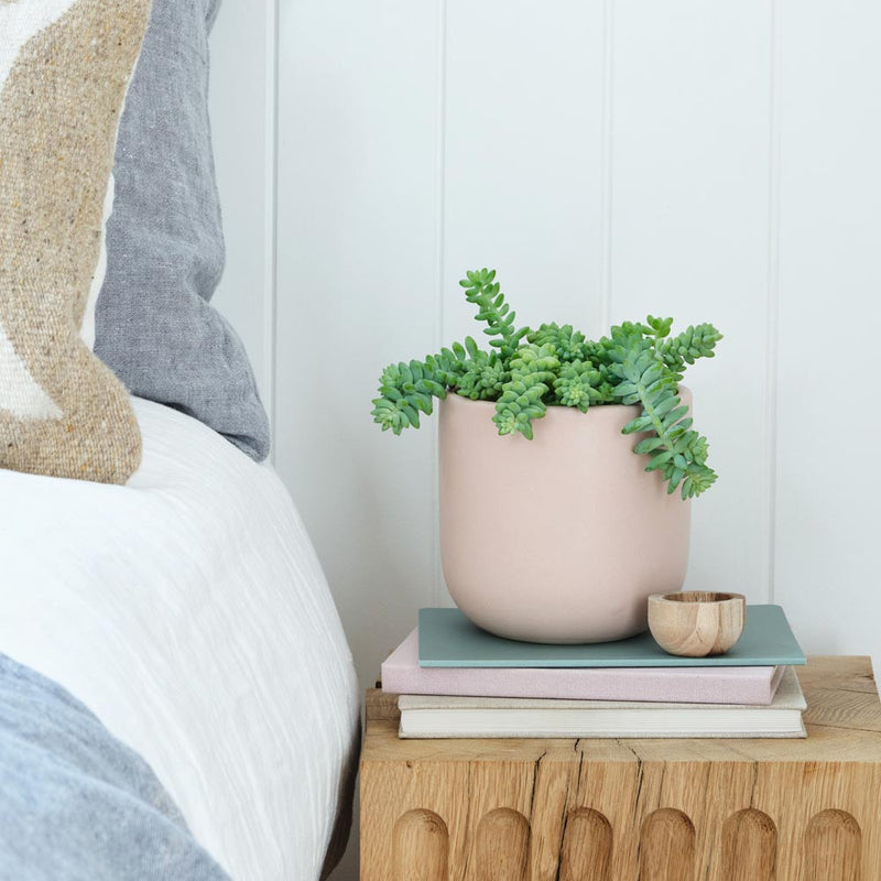 Sedum Burro's Tail
