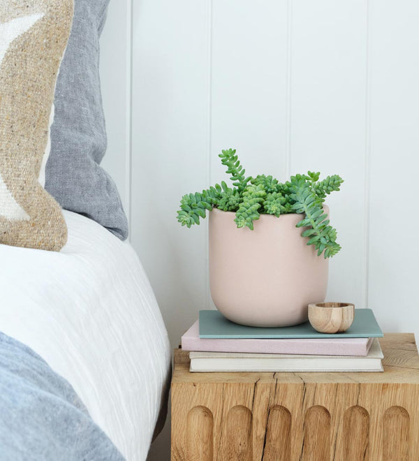 Sedum Burro's Tail