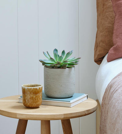 Succulent & Pot