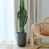 Large Euphorbia Trigona Cactus