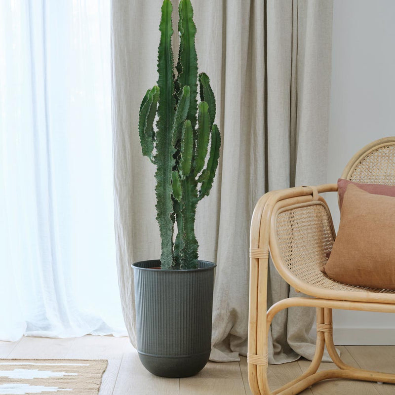 Large Euphorbia Trigona Cactus