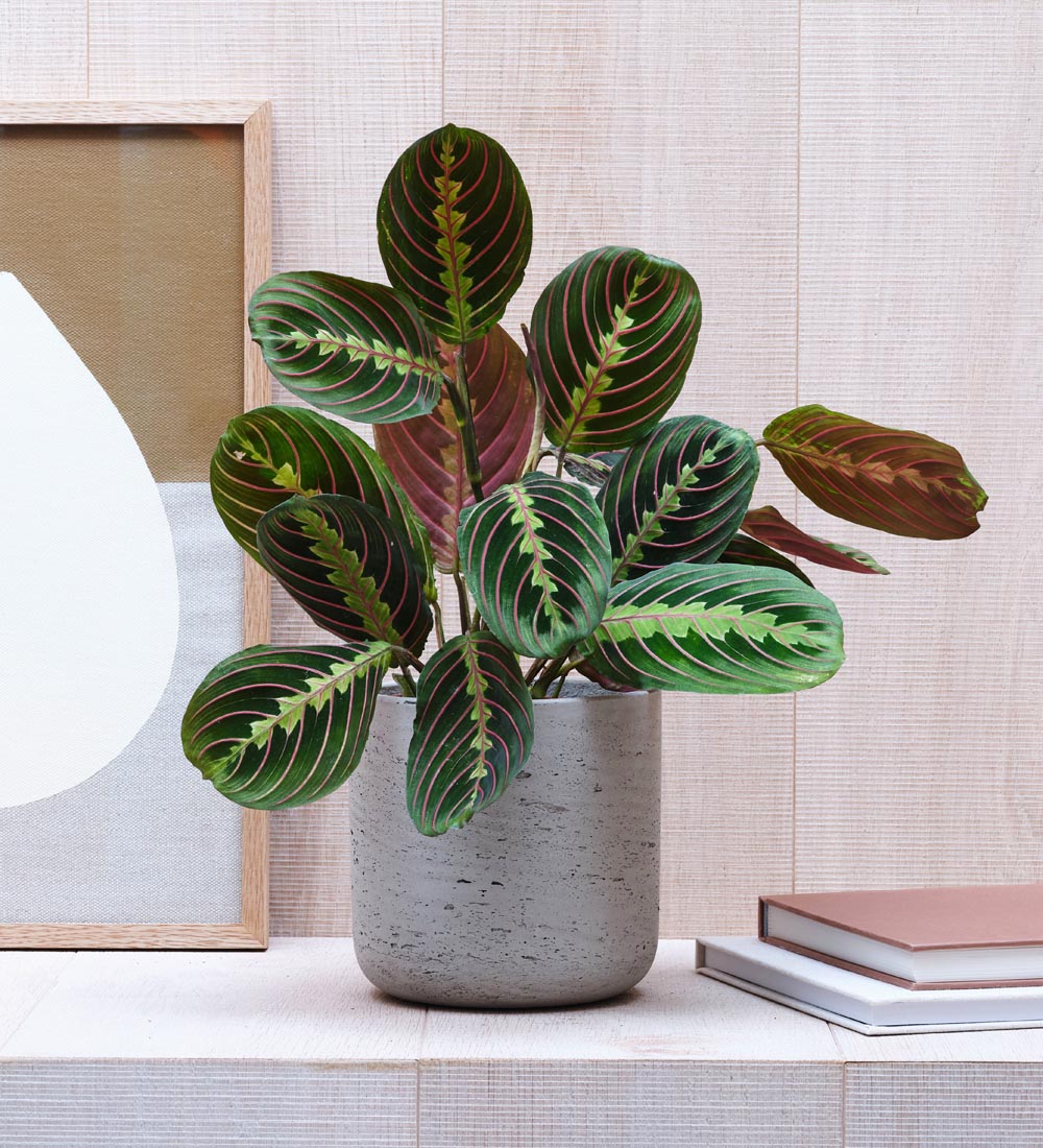 Prayer Plant & Pot