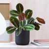 Prayer Plant & Pot