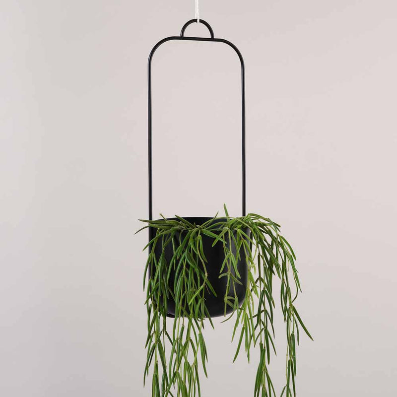 Black Hübsch Iron Hanging Planter Single