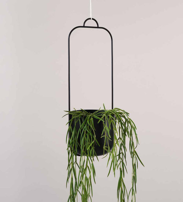 Black Hübsch Iron Hanging Planter Single