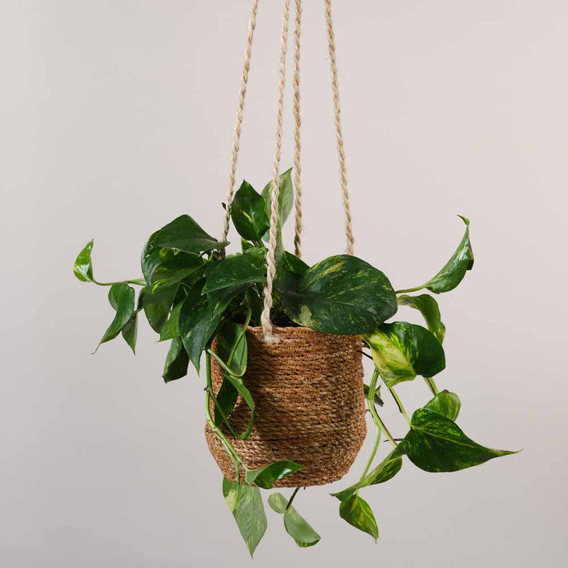Jute Hanging Pot