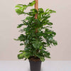 Large Swiss Cheese Plant