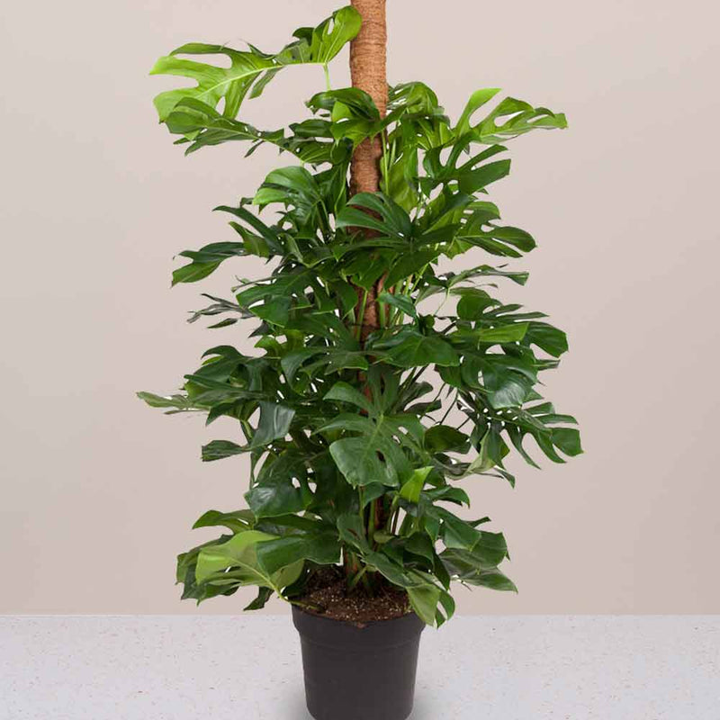 Large Swiss Cheese Plant