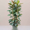 Large Rubber Plant