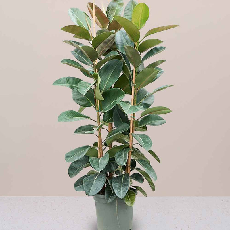 Large Rubber Plant