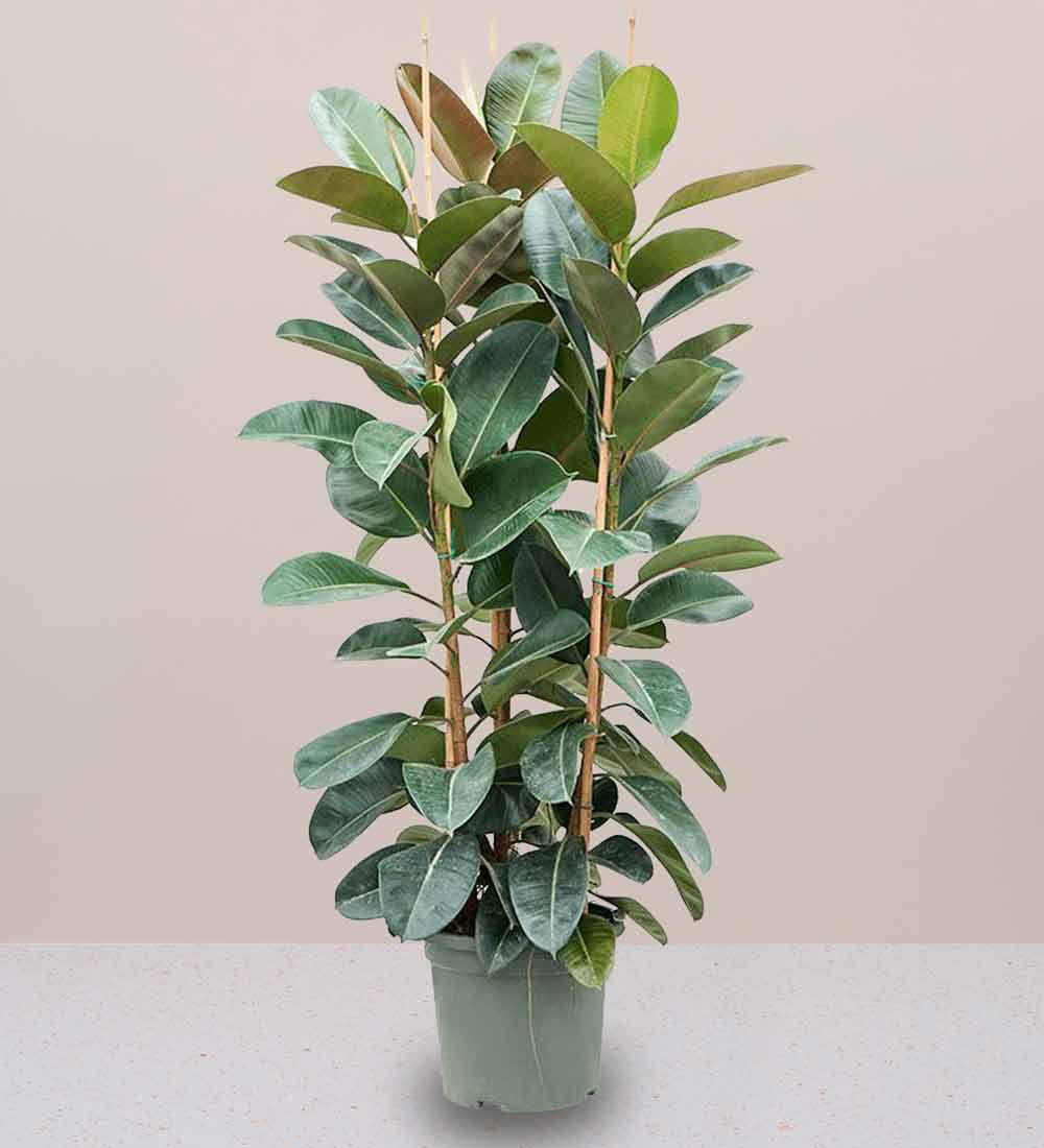 Rubber Plant