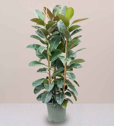 Rubber Plant