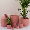 Rose Elho Vibes Pot