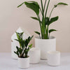 White Matt Pot
