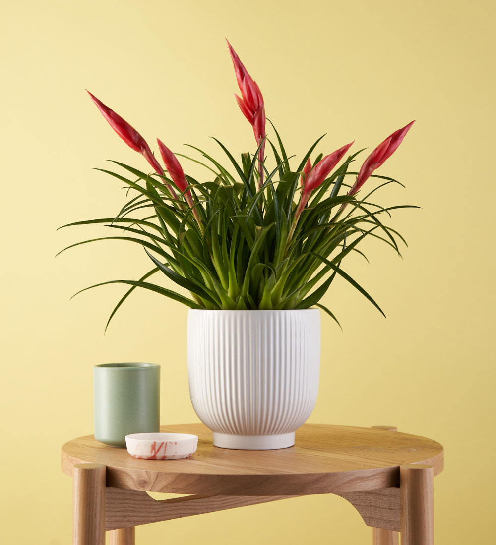 Vriesea Astrid & Pot