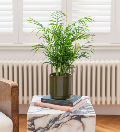 Shelfie Bundle