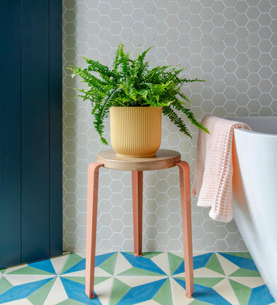 Air Purifying Bundle