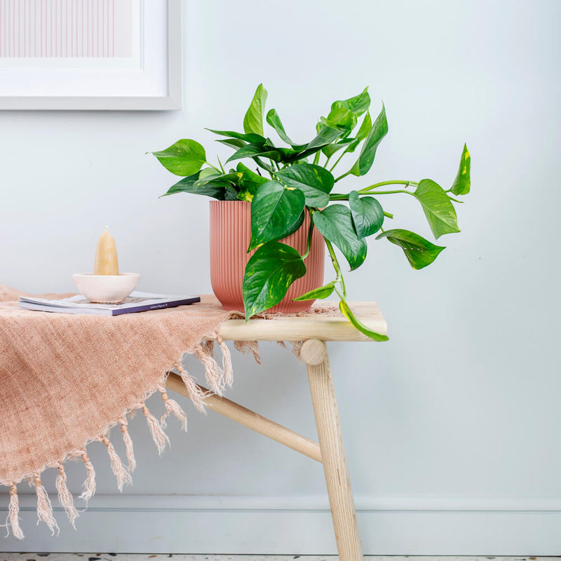 New Plant Parent Bundle