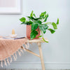 Shelfie Bundle