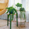Hanging Plant Bundle