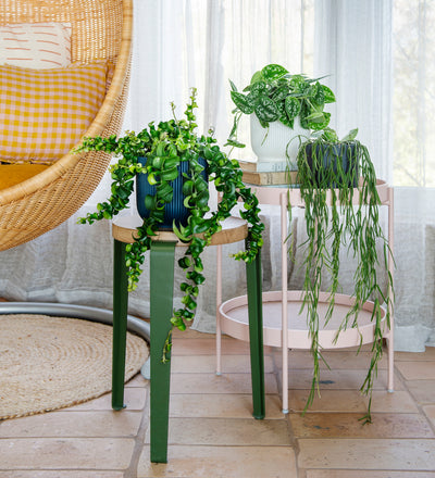 Hanging Plant Bundle