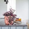 Tradescantia Purpusii