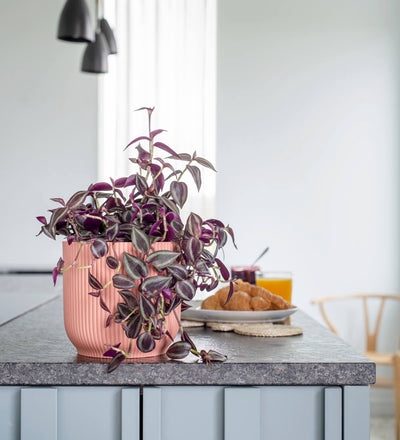 Tradescantia Purpusii