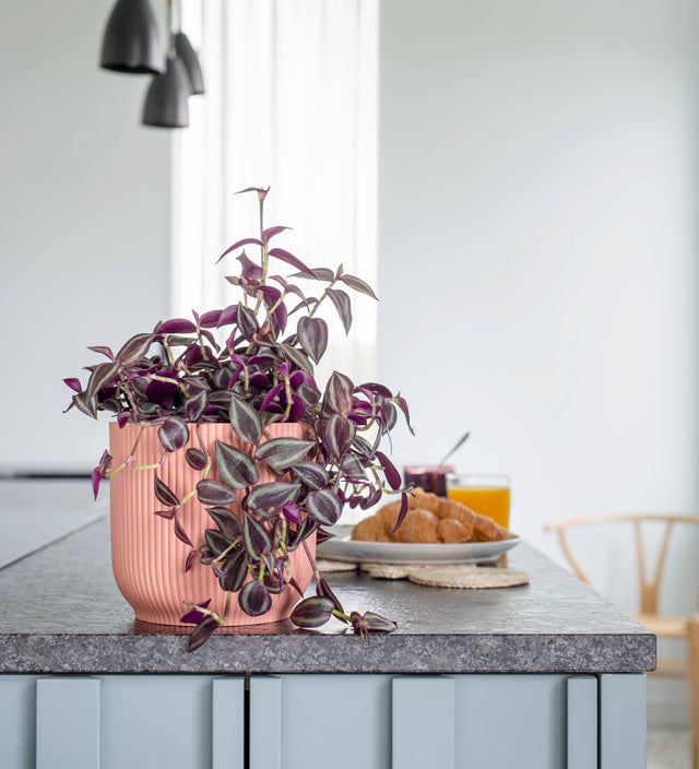 Tradescantia Purpusii