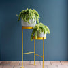 Hanging Sedum Burro's Tail
