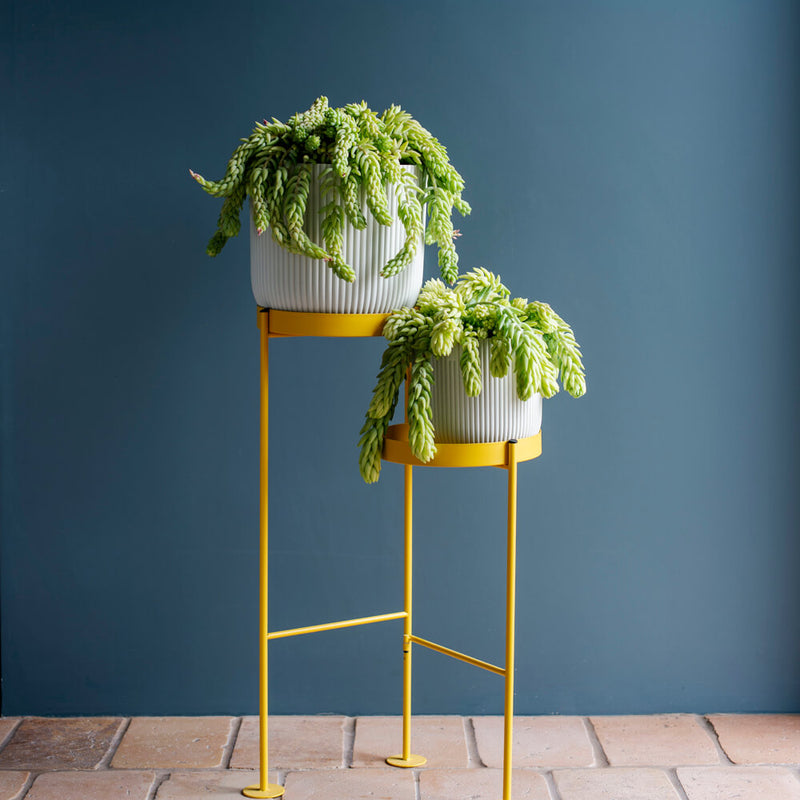 Hanging Sedum Burro's Tail