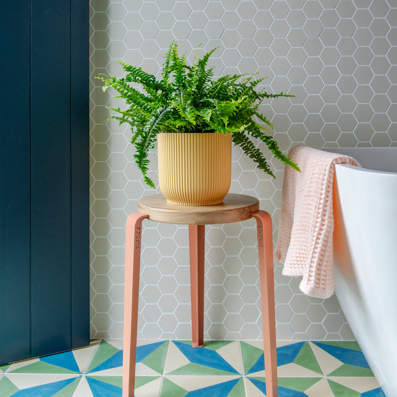 Boston Fern