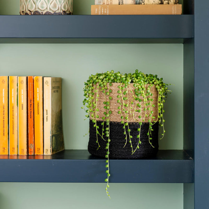 String of Pearls