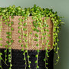 String of Pearls