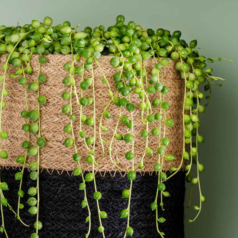 String of Pearls
