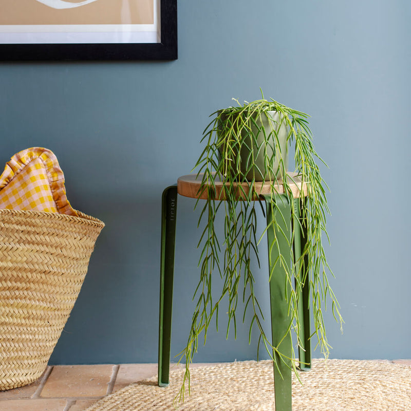 Hanging Plant Bundle