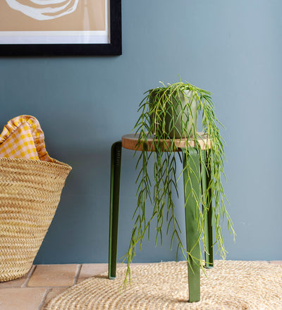 Hanging Plant Bundle