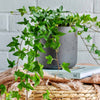 English Ivy