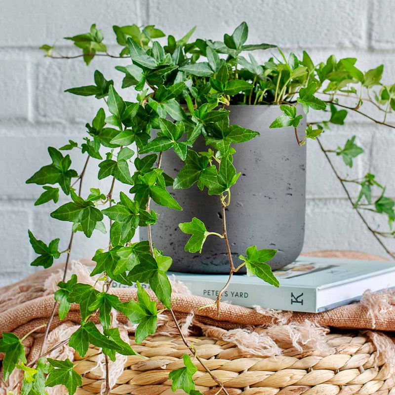 English Ivy