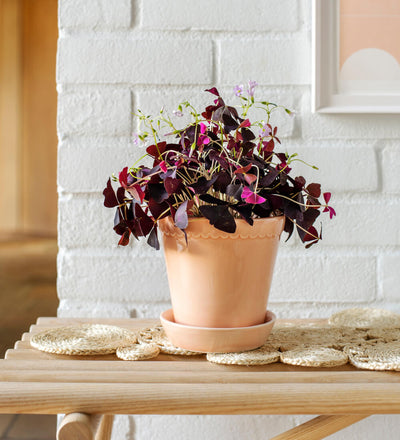 Oxalis Triangularis