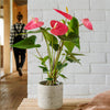 Anthurium