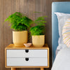 Asparagus Fern