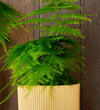 Asparagus Fern